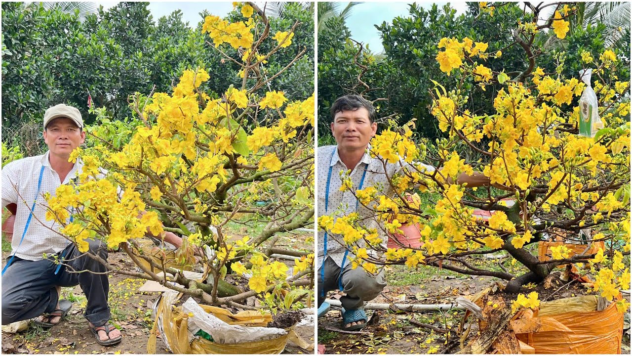 chợ mai vàng -M GIẢO TÂN CHÂU & T ĐỨC ngày O5/2 (#0917145232 Út Em)
