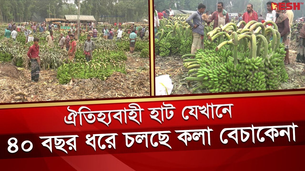 যেখানে ৪০ বছর ধরে চলছে কলা বেচাকেনা | Kushtia Banana | Desh TV