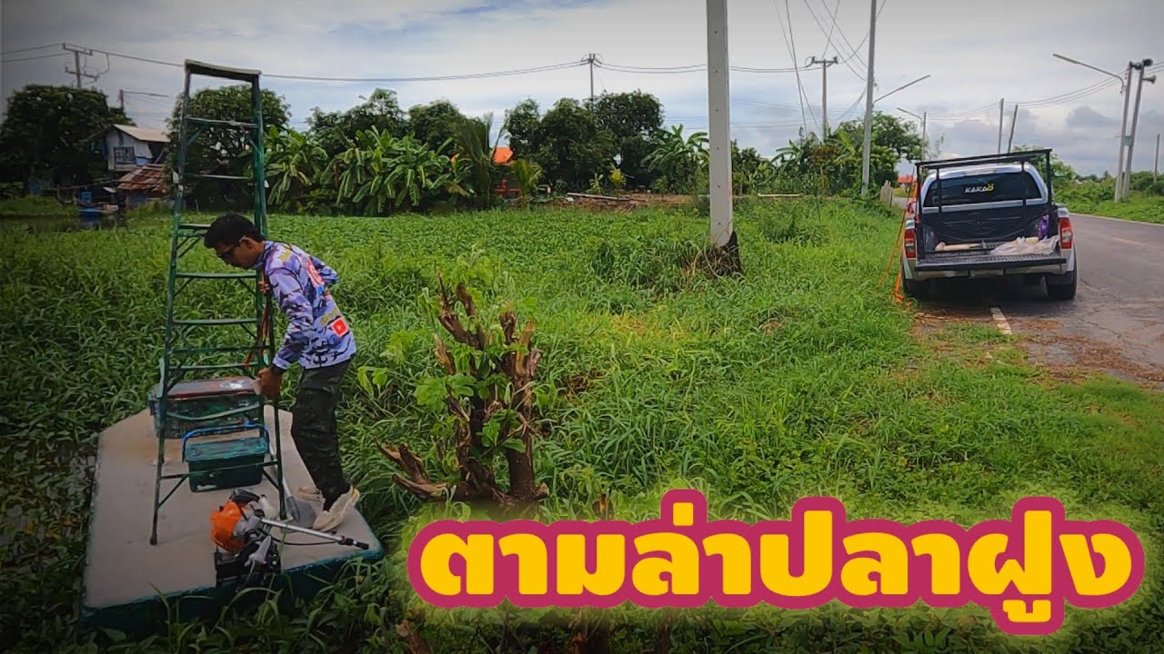 ตามล่าฝูงปลาสวาย