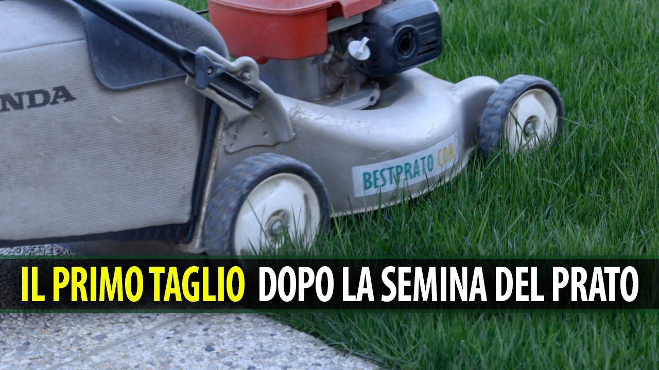 IL PRIMO TAGLIO DOPO LA SEMINA DEL PRATO