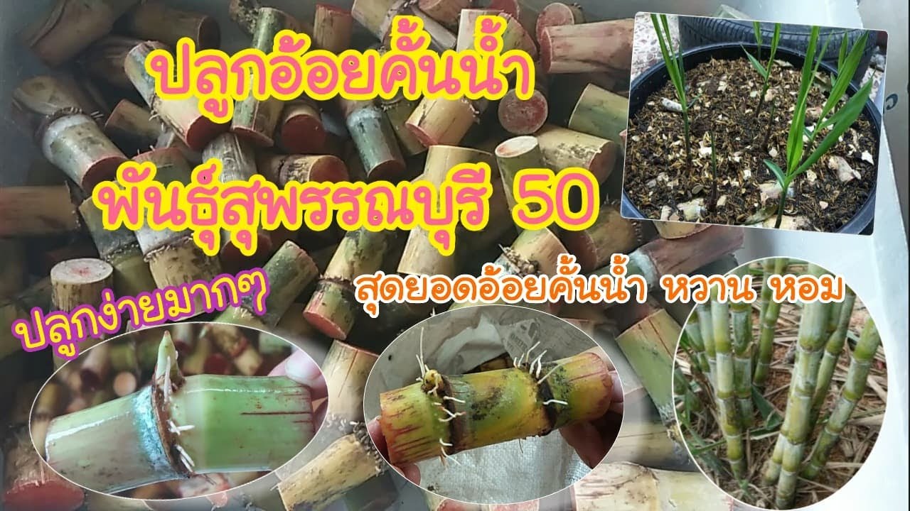 วิธีปลูกอ้อยคั้นน้ำพันธุ์สุพรรณบุรี50 ปลูกแบบเพาะข้อตา ขยายพันธ์ุอ้อยแบบง่ายๆ |ความสุขของกุ้ง