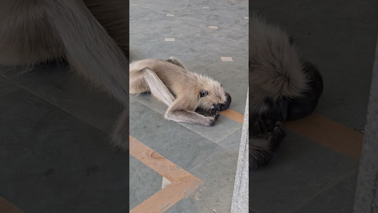 Свежие новости, вирусное видео #обезьяна #короткоевидео #тренды #вирусноевидео #ytshorts #вирусно...