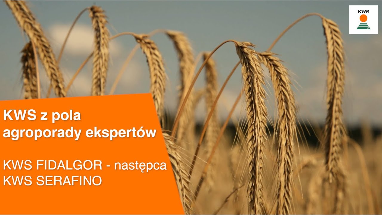 KWS FIDALGOR - następca  KWS SERAFINO / KWS z pola AGROPORADY EKSPERTÓW