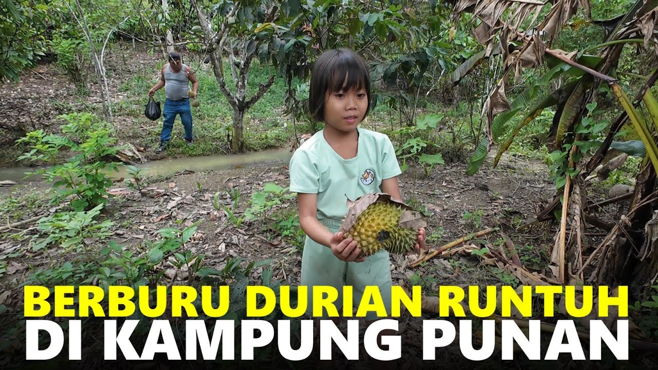PANEN BERBAGAI MACAM BUAH DI LAHAN WARGA DAYAK KENYAH PERBATASAN BULUNGAN - BERAUKALIMANTAN UTARA
