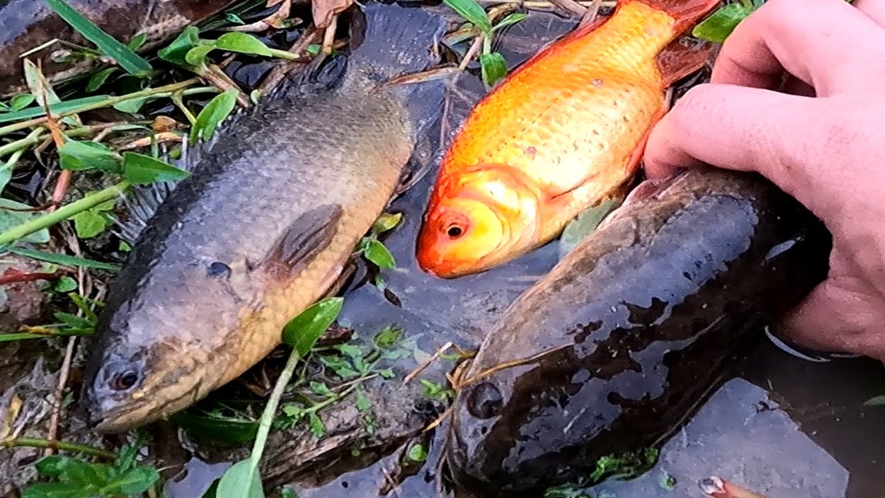 Tìm bắt cá rô đồng, cá chép, cá trê, cá sộp, cá dọn bể và các loại cá sông, cá nước ngọt