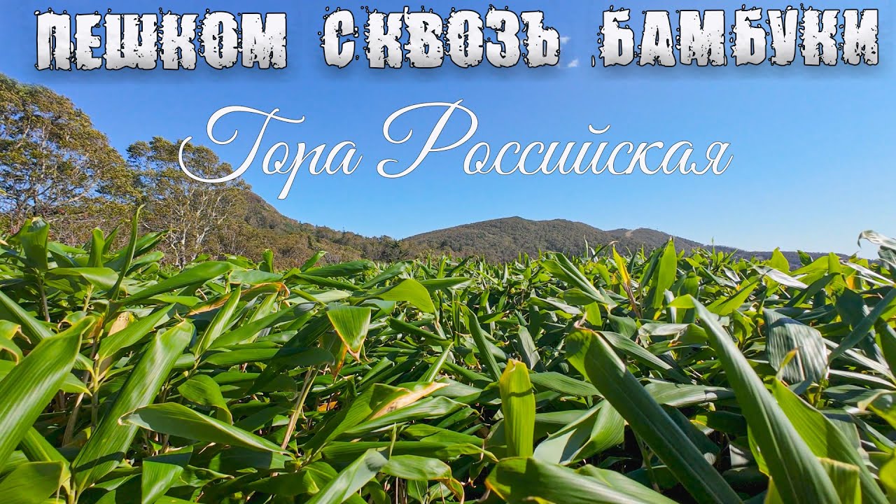 Гора Российская. Вверх пешком сквозь бамбуки. Сахалин.