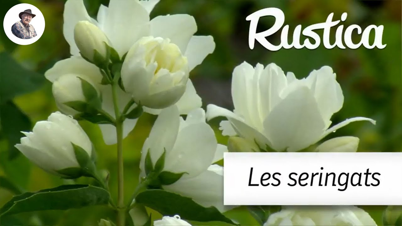 Cultiver le Seringat