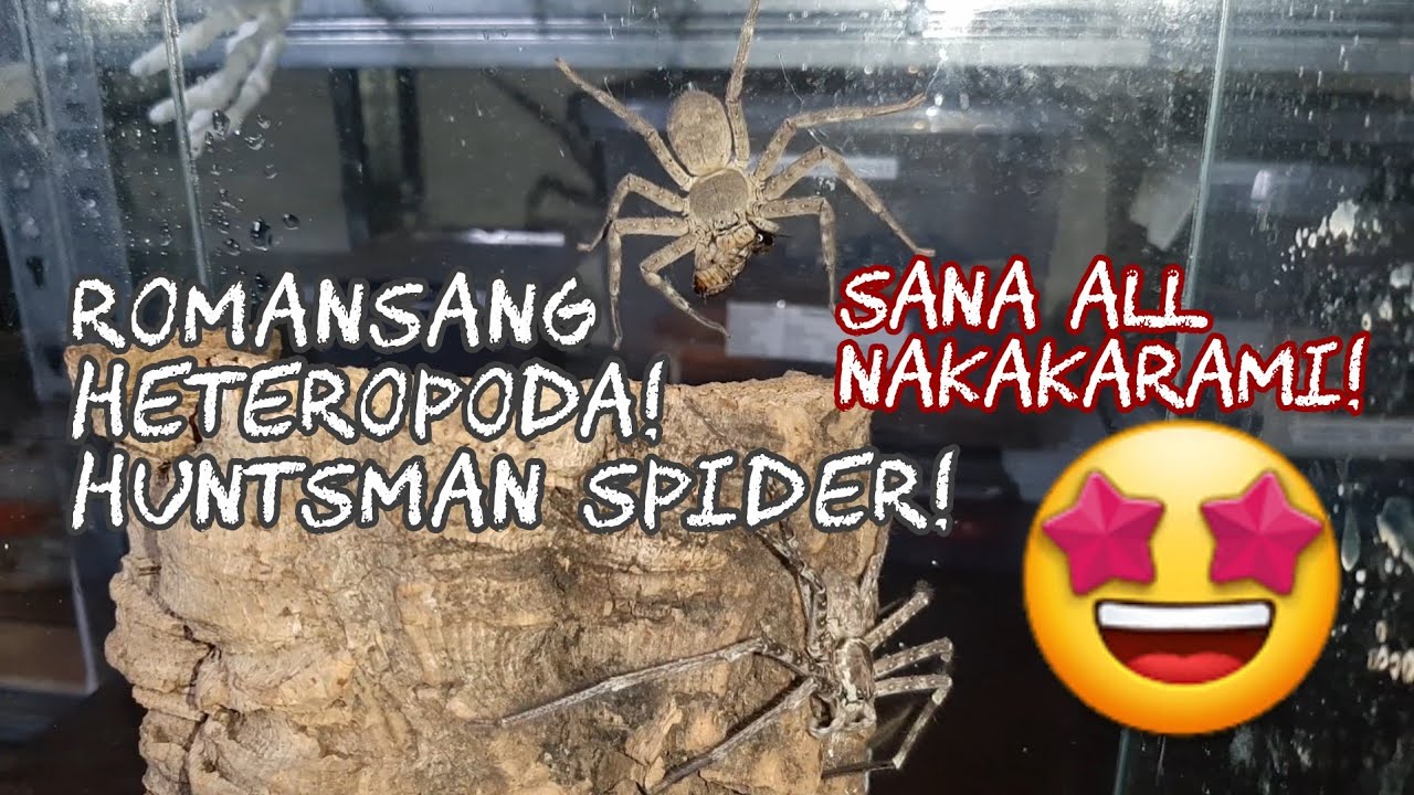 Huntsman Spider breeding | Heteropoda sp laos pairing | Romansang Huntsman