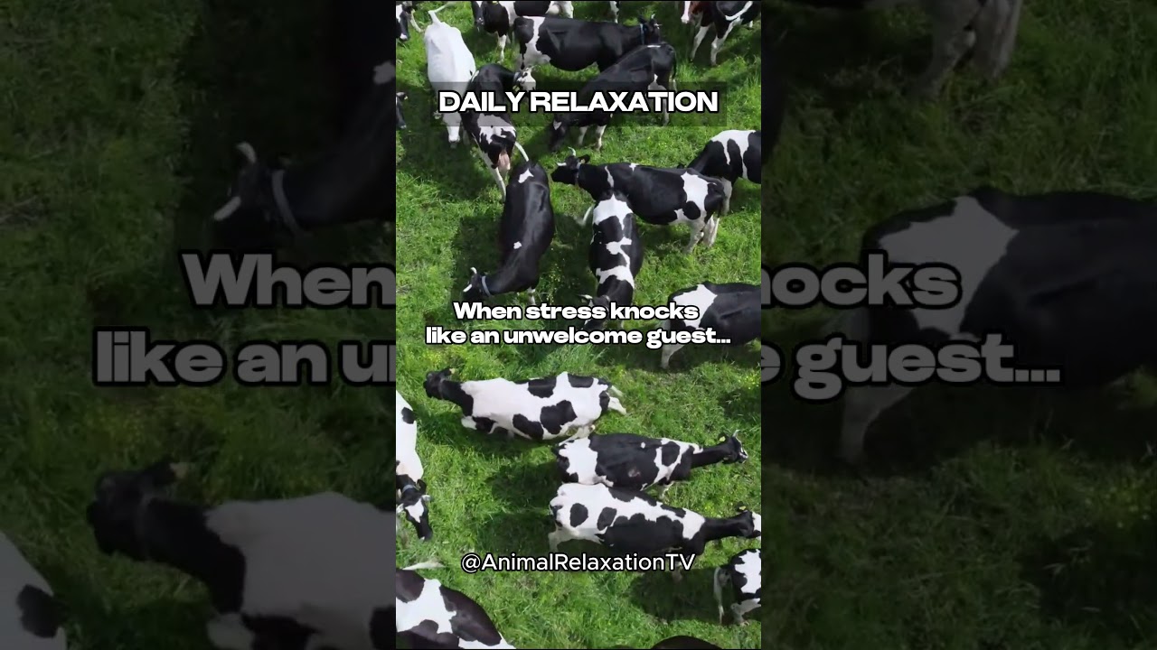 When stress knocks like an unwelcome guest DO THIS #dailyrelaxation #shorts #animalrelaxation #cows