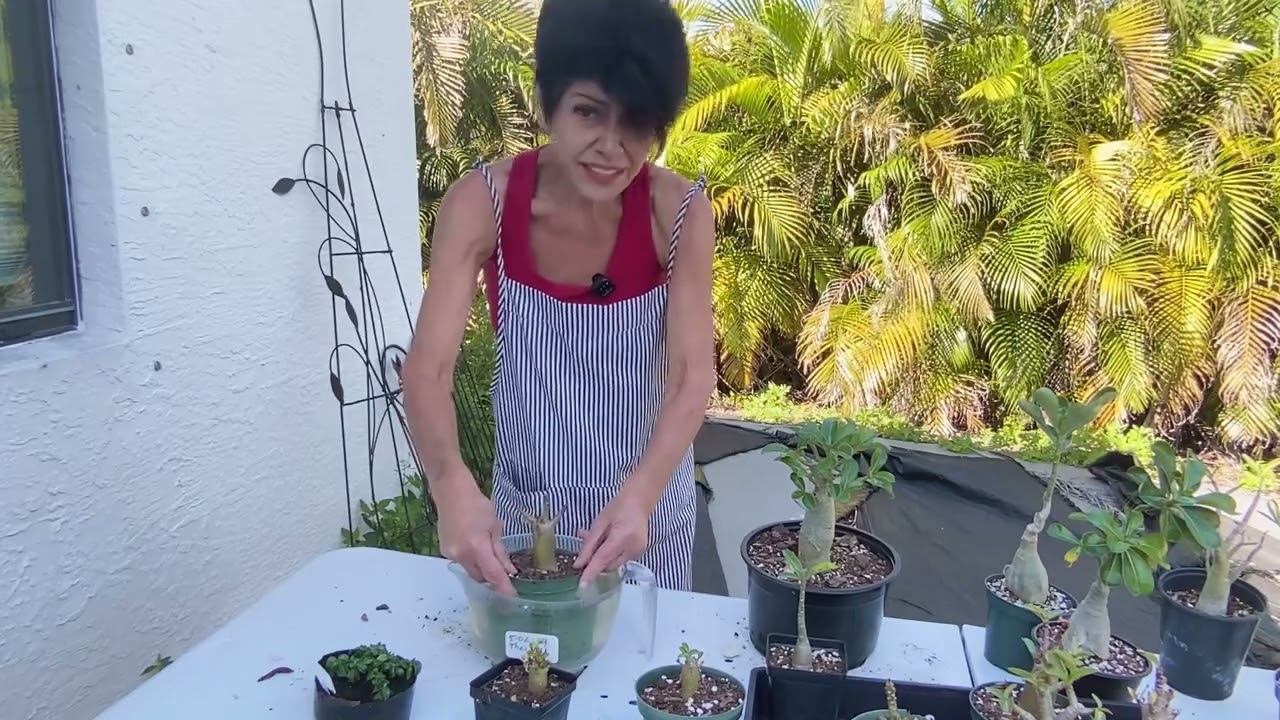 Desert Rose поливает их стерильной дождевой водой