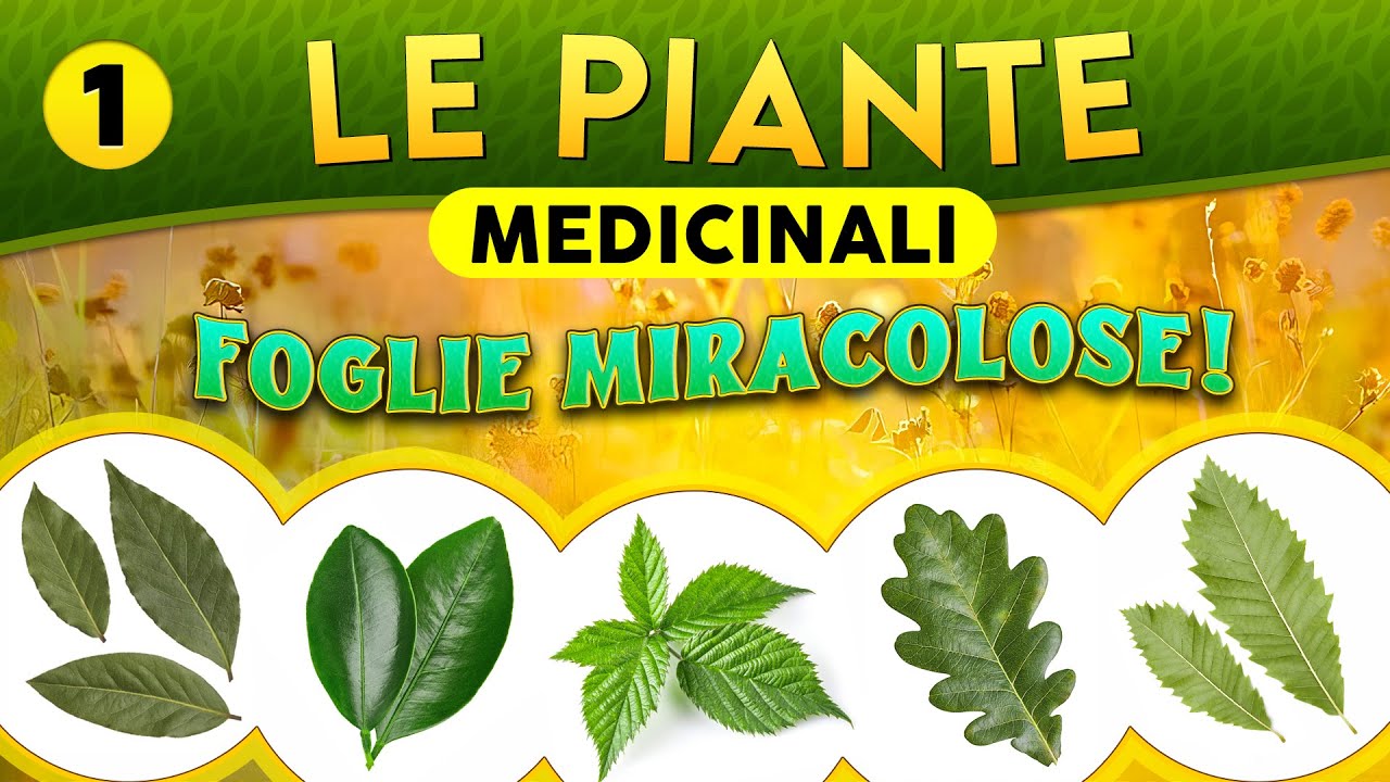 Le Piante medicinali (PARTE 1): foglie miracolose! ► Puntata 110