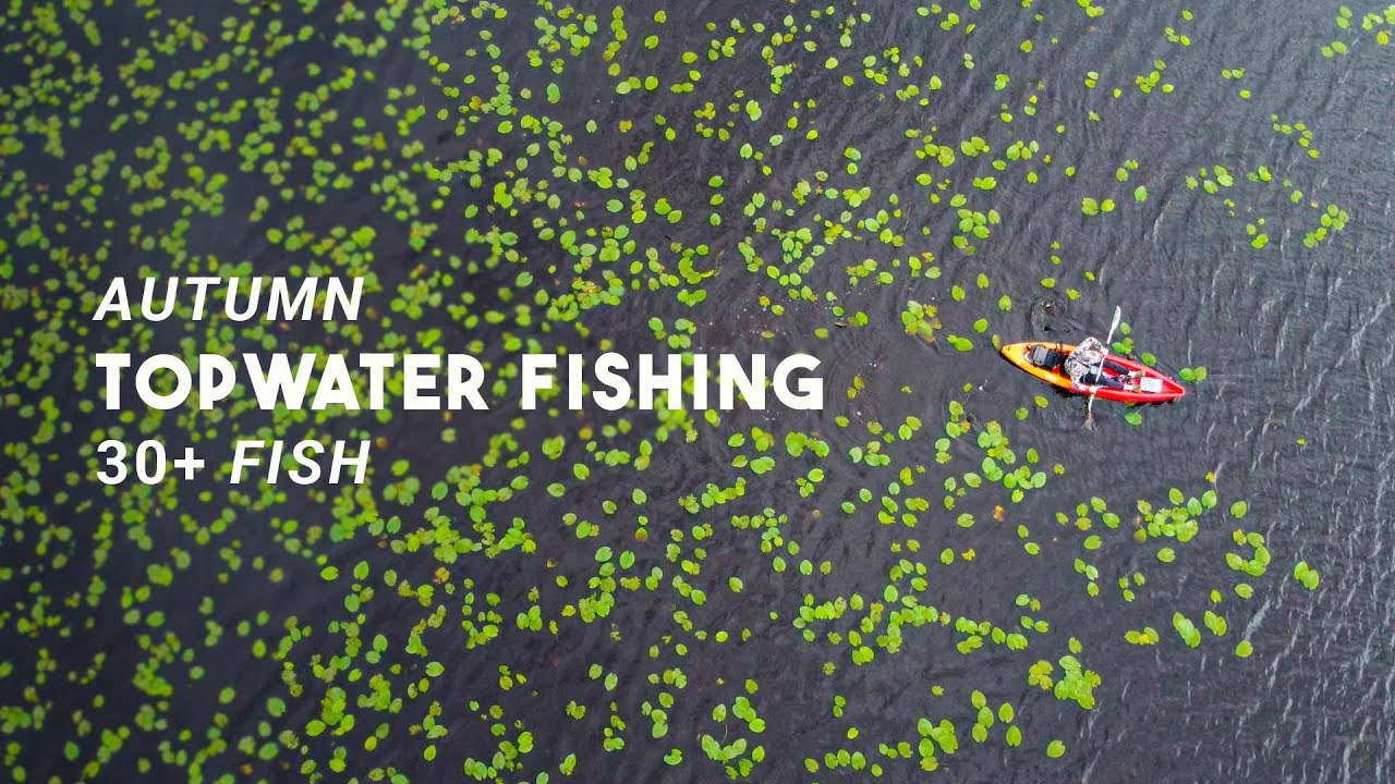 Осенняя рыбалка на щуку и окуня на отдалённом болотистом озере #lurefishing #fishing #topwater