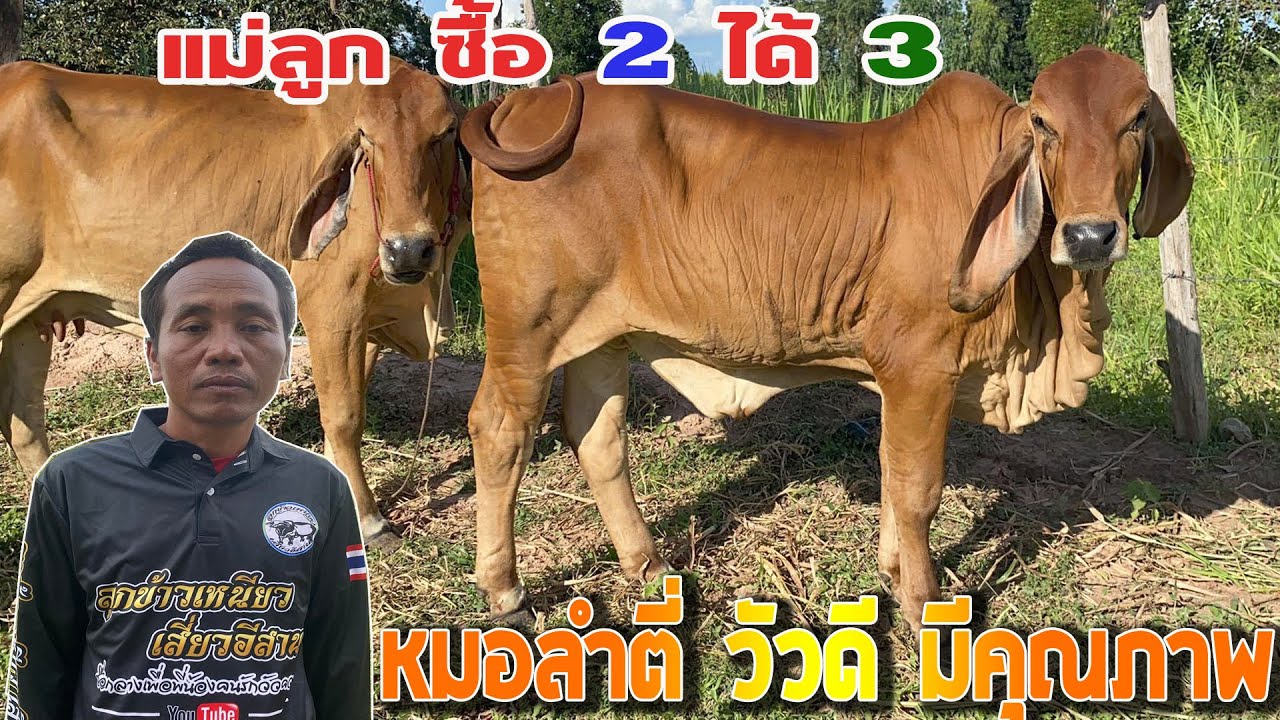 ทีเด็ดคอกวัวหมอลำตี่(EP.8)  วัวบราห์มัน แม่ลูกซื้อ2ได้3 เน้นๆ ราคาสบายกระเป๋า จับต้องได้ @สารคาม