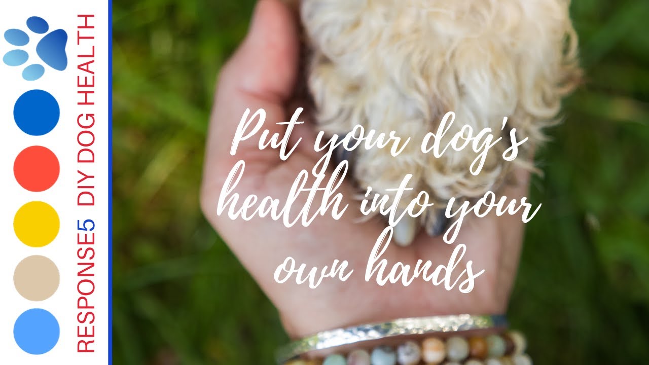 Your guide for Degenerative Myelopathy Care/Senior Care for Dogs/Paralysis