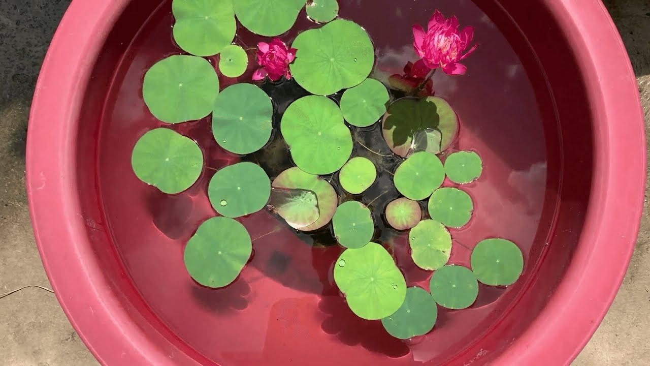 碗莲种植：花卉绿植碗莲花儿惹人爱,掌握这些小技巧,现在栽培,夏天开花不是问题