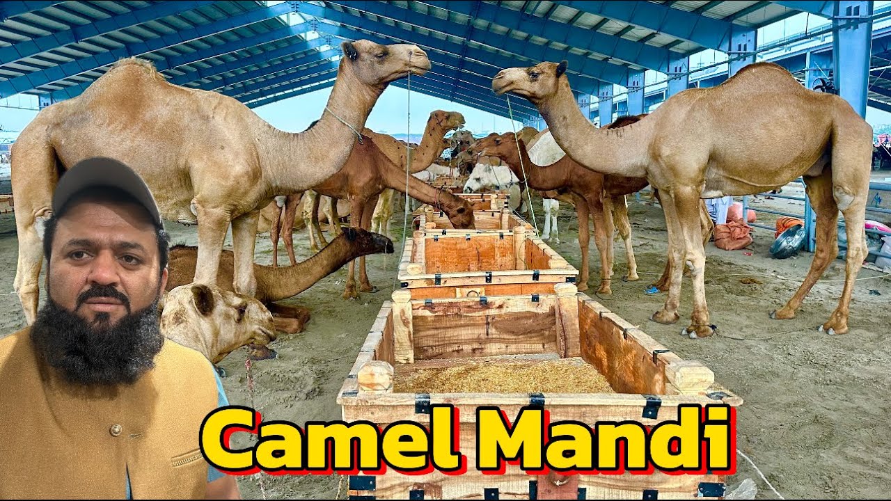Camel Mandi update | Kitne Ka | shapur kanjra Mandi Lahore | LAHORI SHAUK | Aamir Bhai 