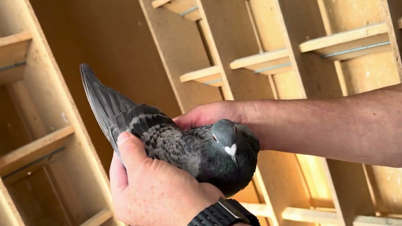 BE 25 4174192 Pipa Breeding A 0.1
