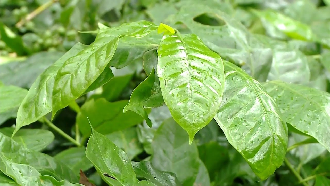 റബ്ബർ വെട്ടേണ്ട, തോട്ടത്തിൽ ഇനി കാപ്പി നട്ടാൽ മതി | Krishi Bhumi |