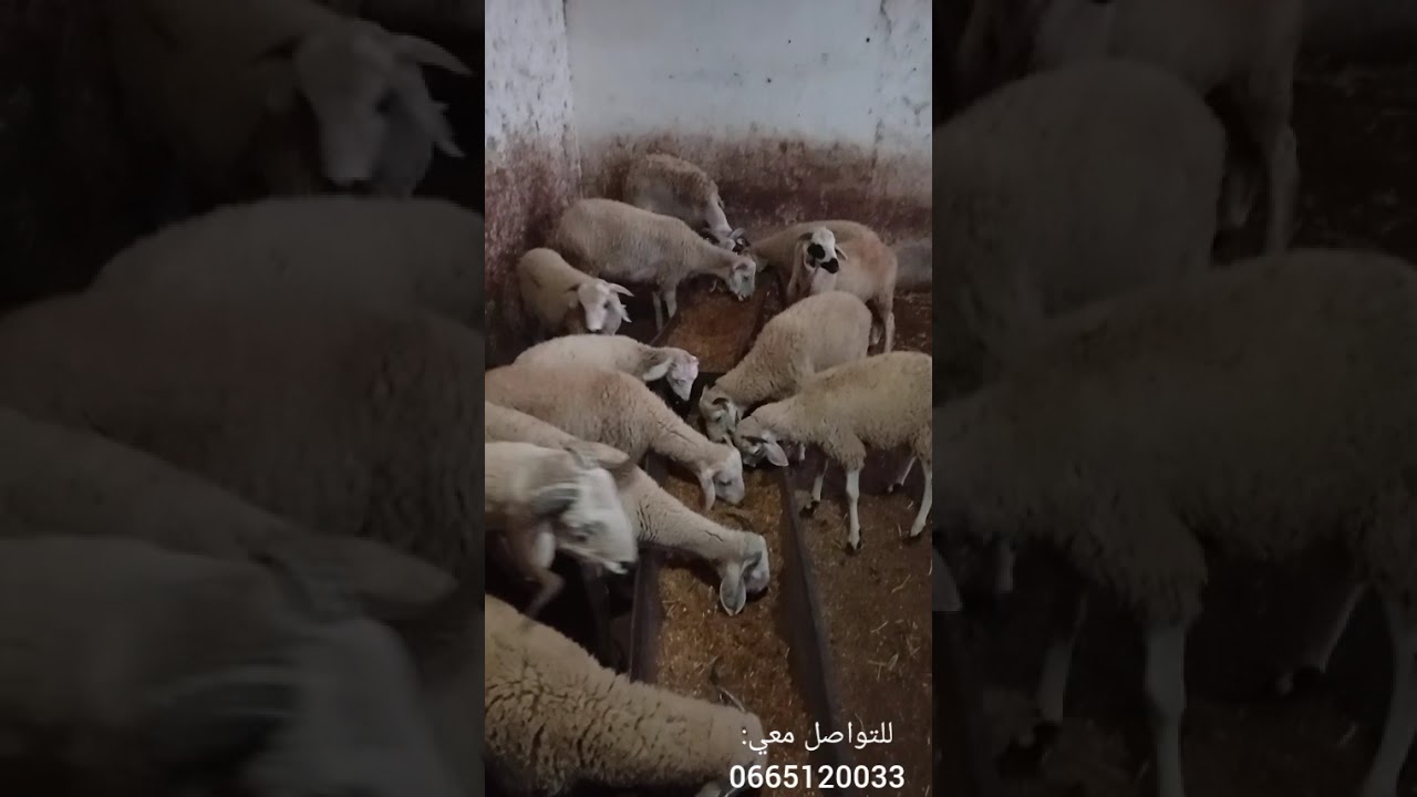 مزرعة الخرفان الجديدة 🐑