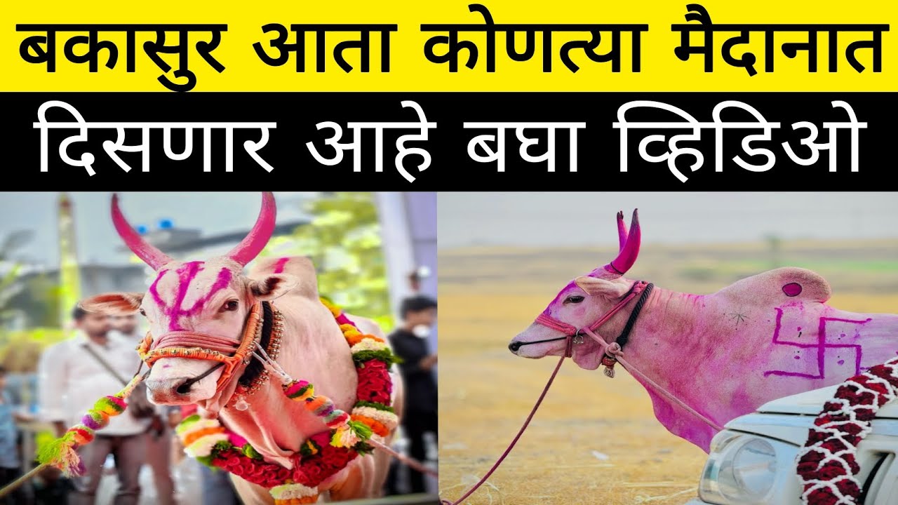 आता बकासुर कोणत्या मैदानामध्ये पळताना दिसणार आहे नक्की video बघा 🔥#bakasur 