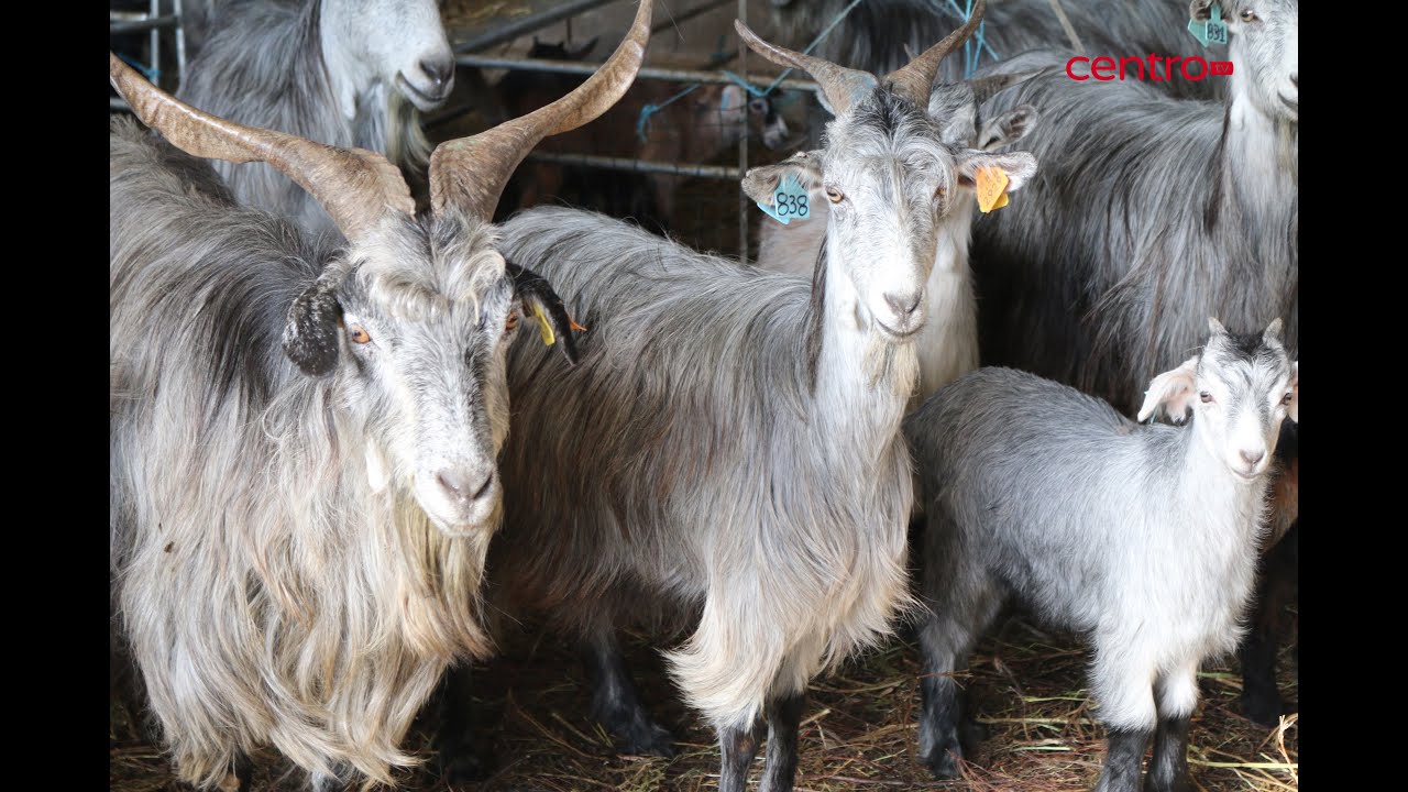 Cabras sapadoras previnem incêndios na Serra do Açor