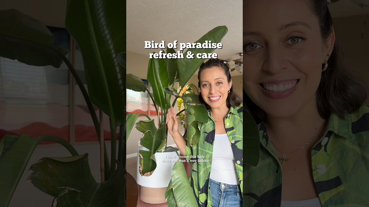 She&rsquo;s crusty but has a lot of life left to give! #birdofparadise #birdofparadiseplant #planthelp