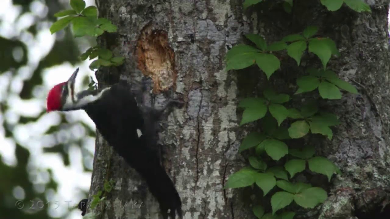 Woodpecker digging hole in tree