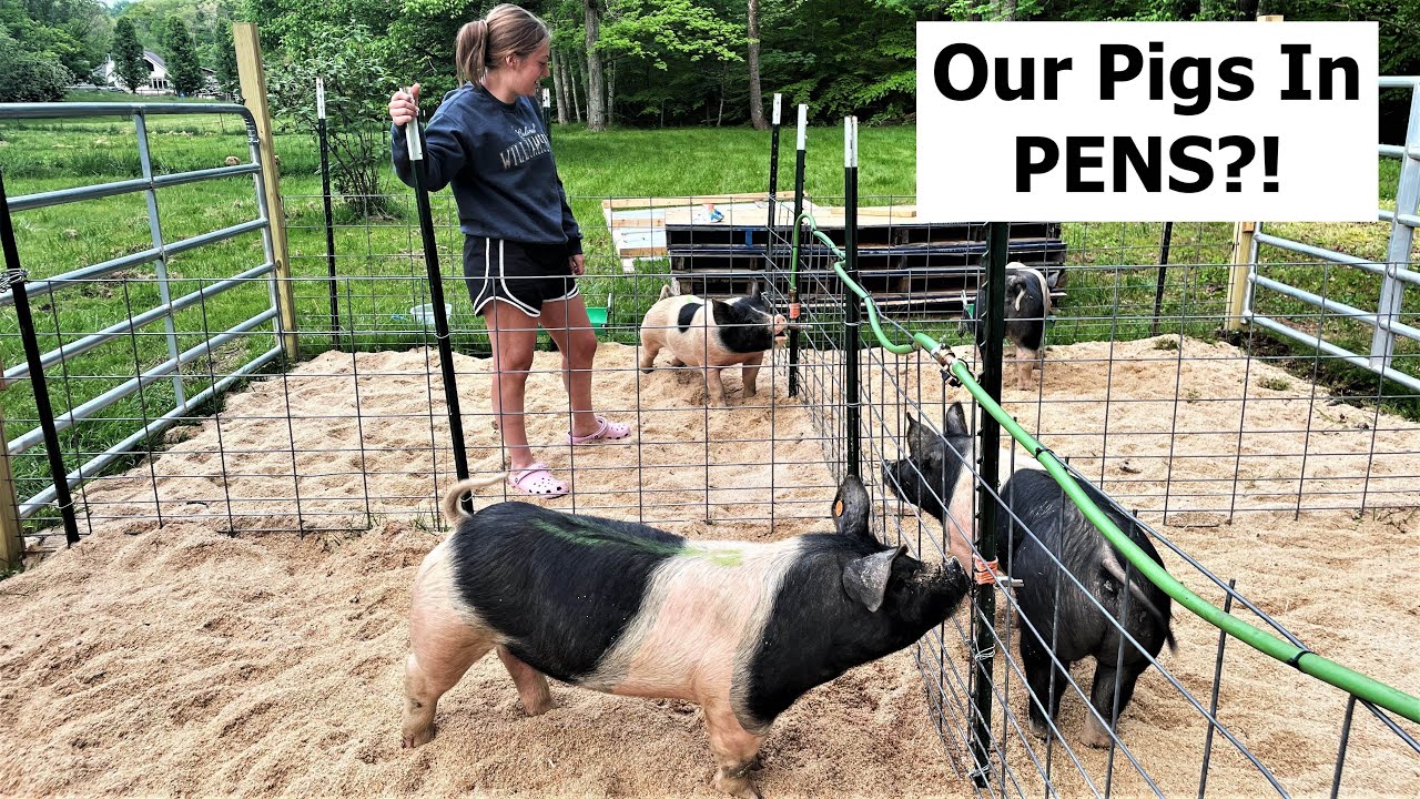 Pastured Pigs In PENS? Why? (We HAD To) Simple Pig Pen Set-Up