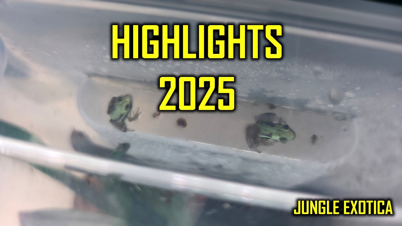 Meine Highlights aus dem Jahr 2025 | Jungle Exotica