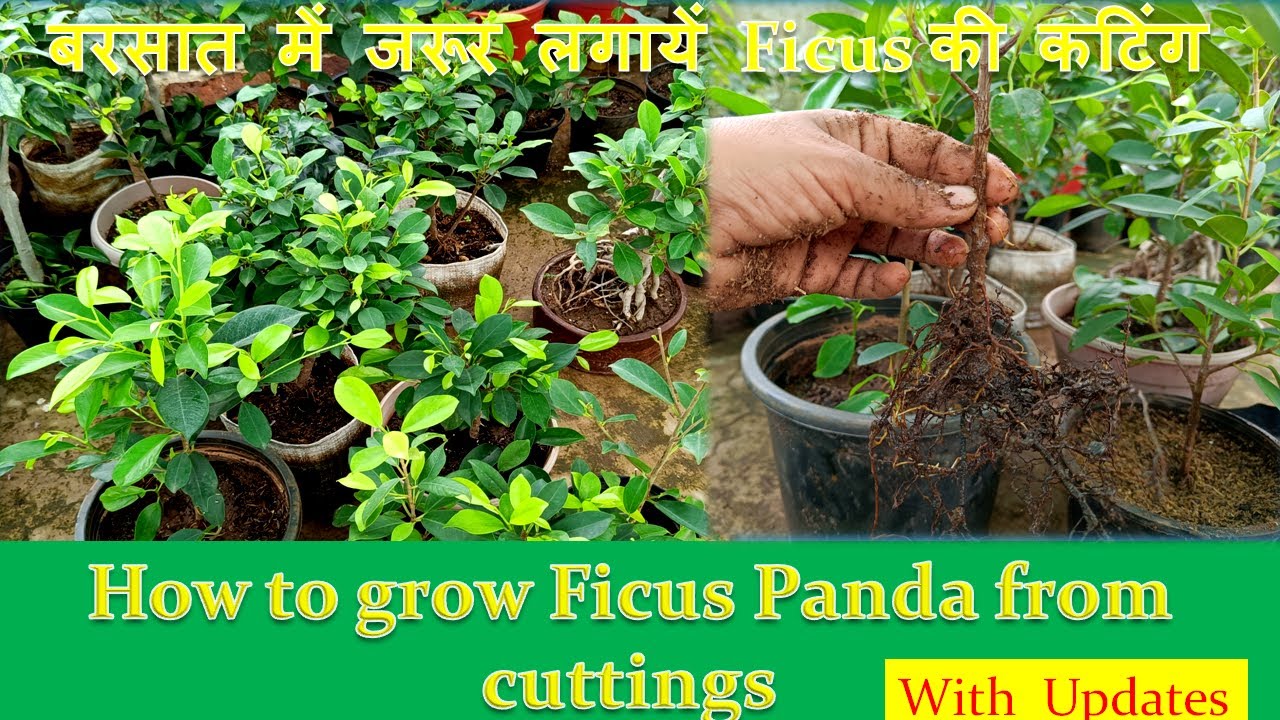 How to grow Ficus panda from cuttings, propagation of Ficus plant with 100% result