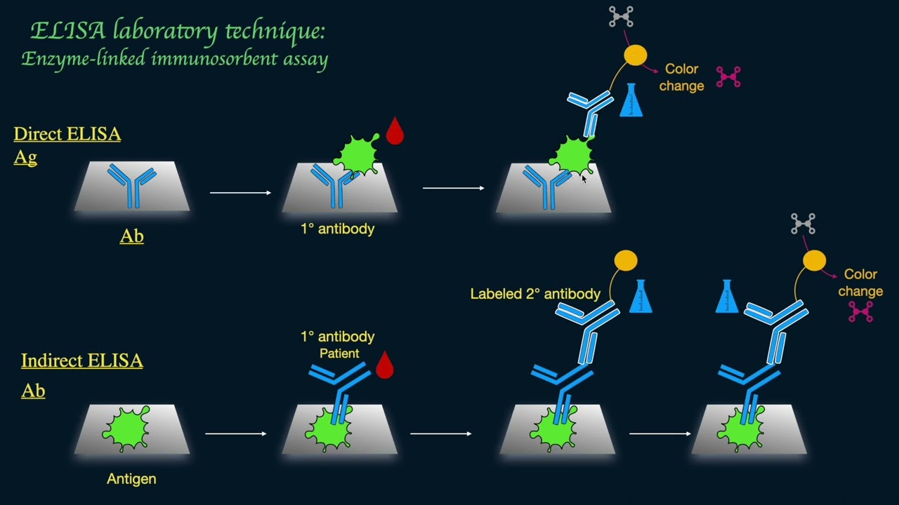 ELISA (Enzyme-linked Immunosorbent Assay) Schematically