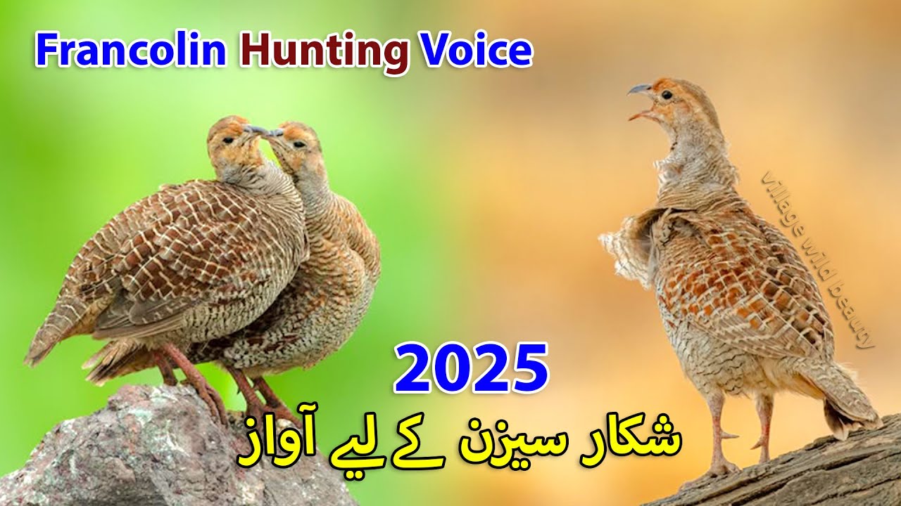 Grey Francolin Hunting Season Best Call | Desi Teetar Shikar ki Awaz | Madi Teetar Voice