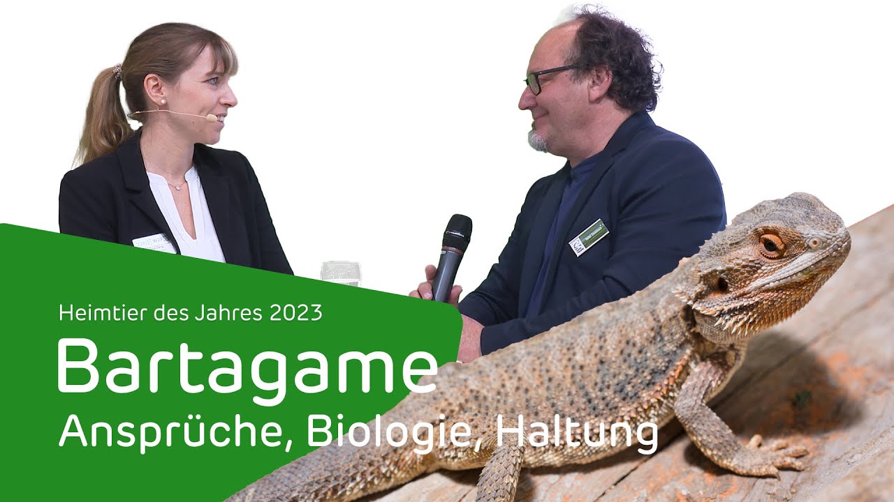 Bartagame: Anspr&uuml;che, Biologie, Haltung - Heimtier des Jahres 2023