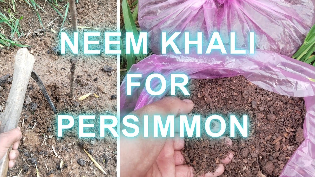 Persimmon lagane ke baad usme konsi khaad Dale?? | Neem khali for new plants🌱#persimmon #uttarakhand