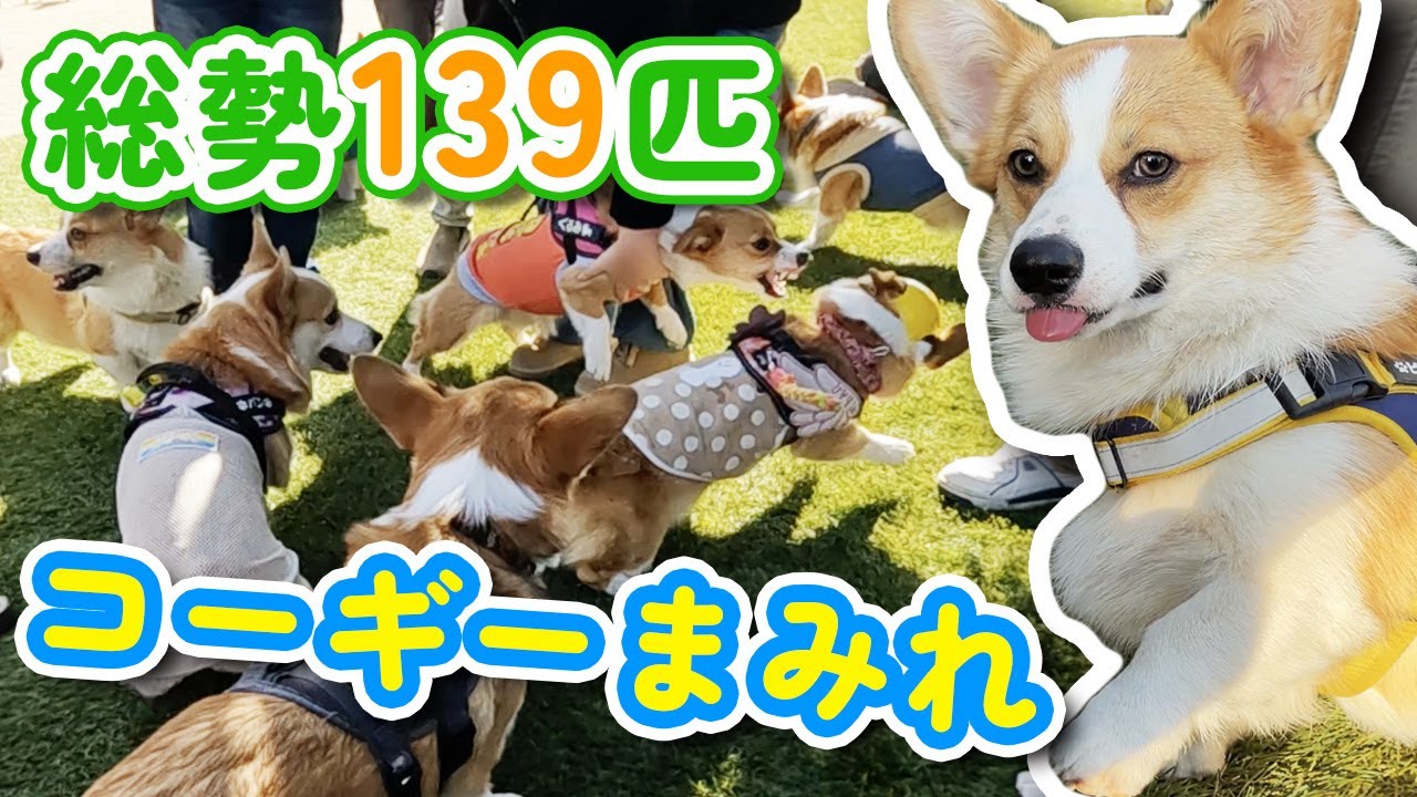 総勢139匹のコーギーが大集合！千葉のドッグイベントで大はしゃぎ