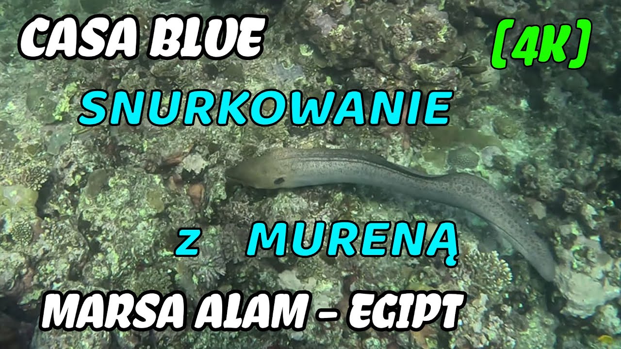 Marsa Alam Snurkowanie z Mureną na Rafie Koralowej hotelu Casa Blue czerwiec 2025 | 4K