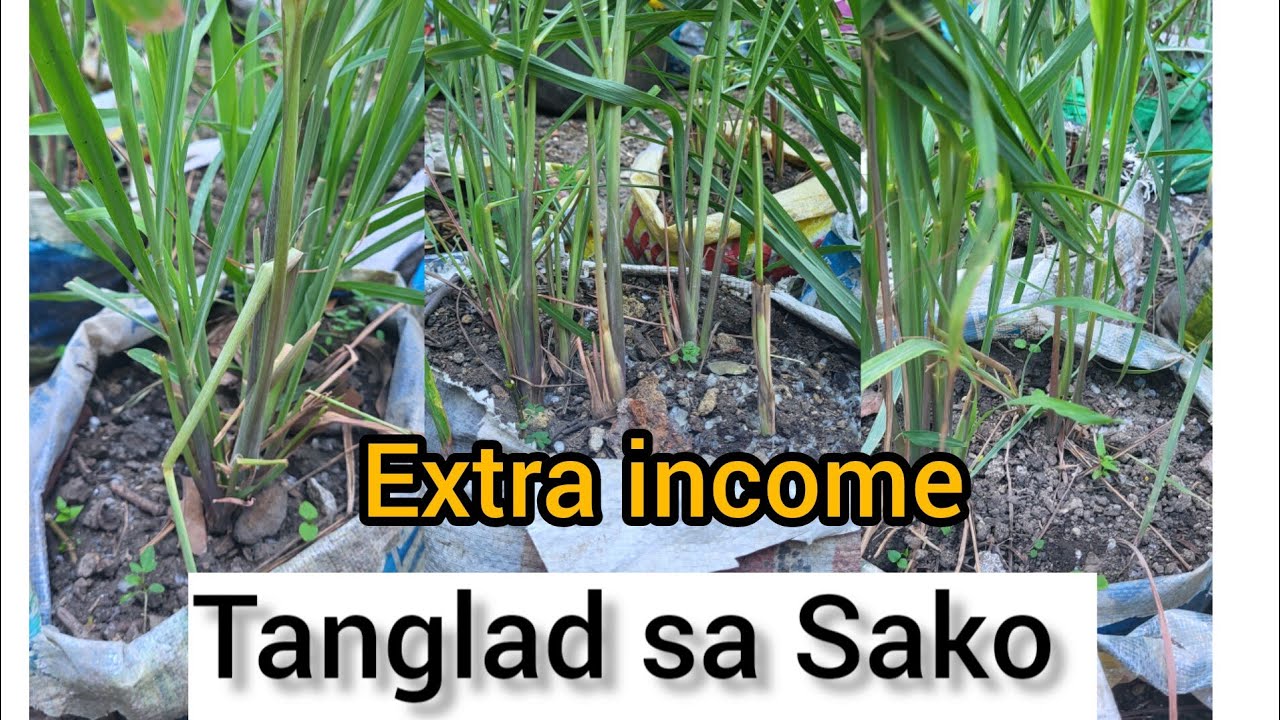 PAANO GAWIN EXTRA INCOME ANG TANGLAD OR LEMON GRASS GROW TOGETHER #farming
