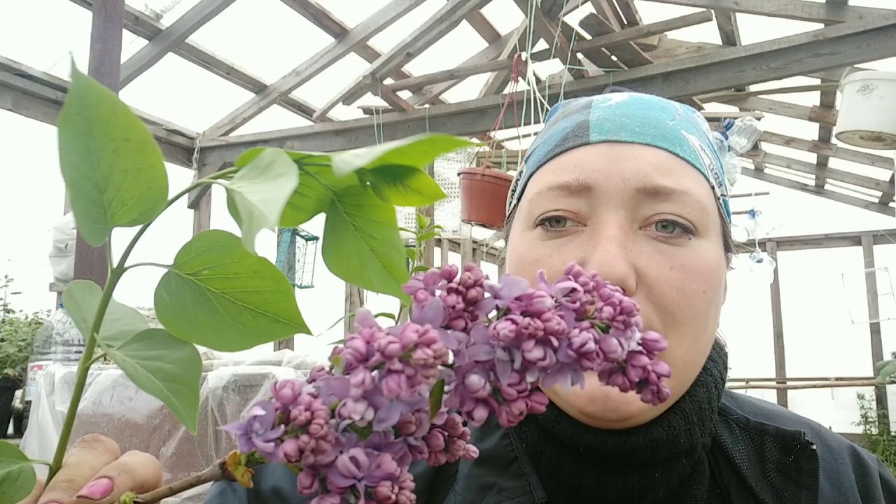 Черенкуем сирень