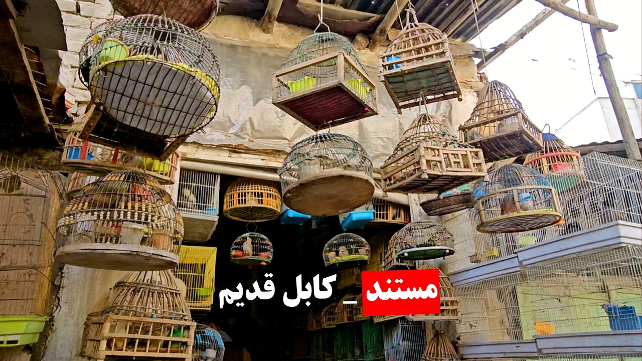 مستند: بازارِ عجیب با صد‌ها نوع مرغ و پرنده|Old Kabul Documentary|فيلم وثائقي عن كابل القديمة