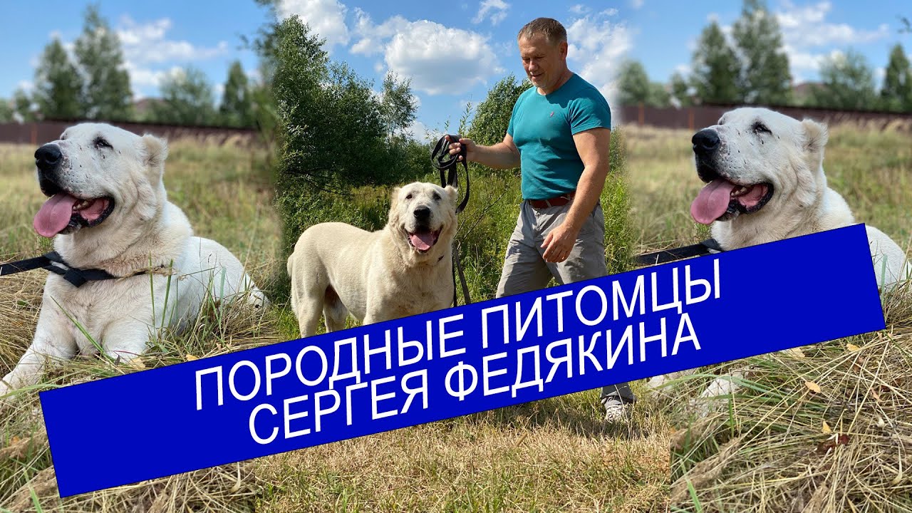 Породные питомцы именитого заводчика Сергея Федякина