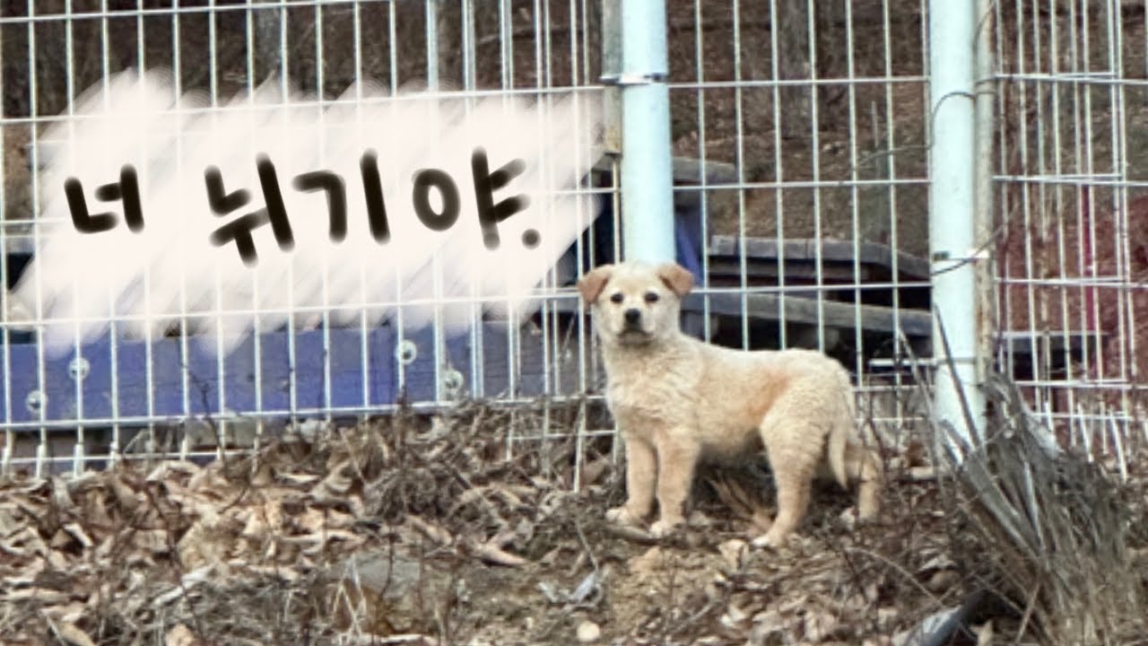 뜻밖의 댕줍... 아기강아지가 산에서 혼자 내려왔어요...
