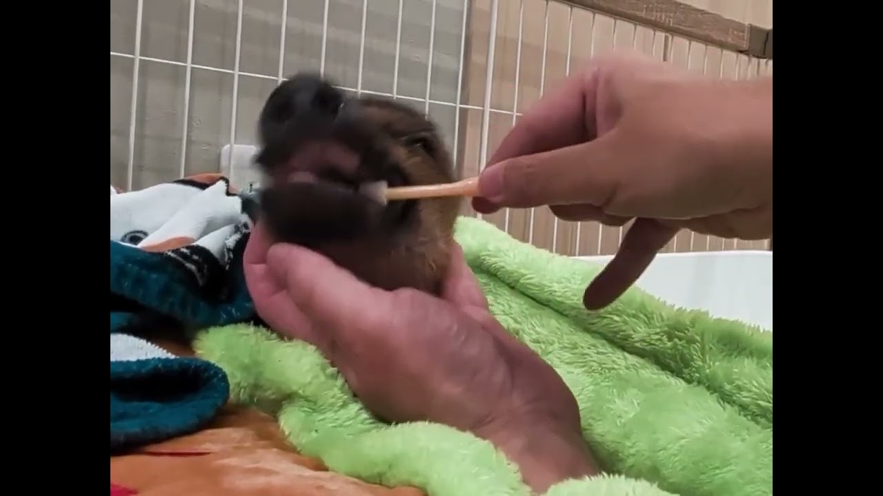 🐽丼、初めてのハミガキ🎵
