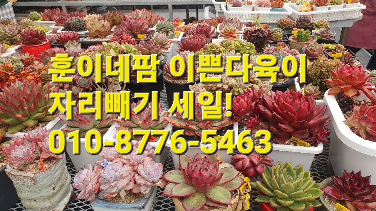 훈이네팜 이쁜다육이 자리빼기 세일!010-8776-5463