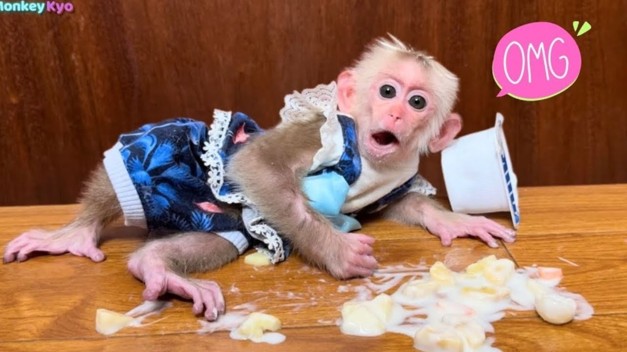 Super funny...Monkey Kyo secretly stalks her Dad like a detective to steal yogurt!