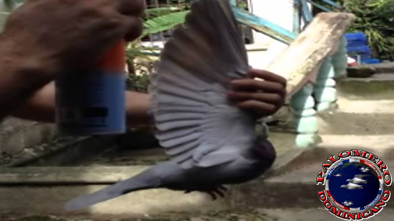 Eliminar moscas y piojos a nuestras palomas.