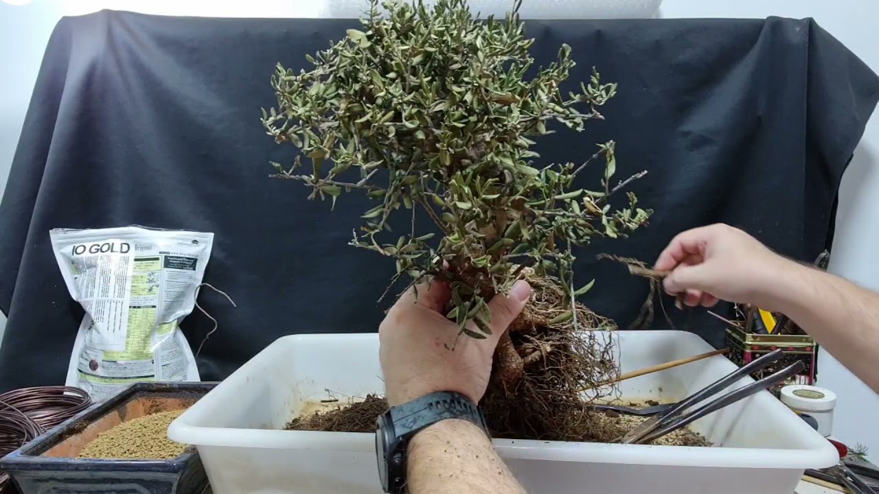 trasplante de urgencia (Acebuche)