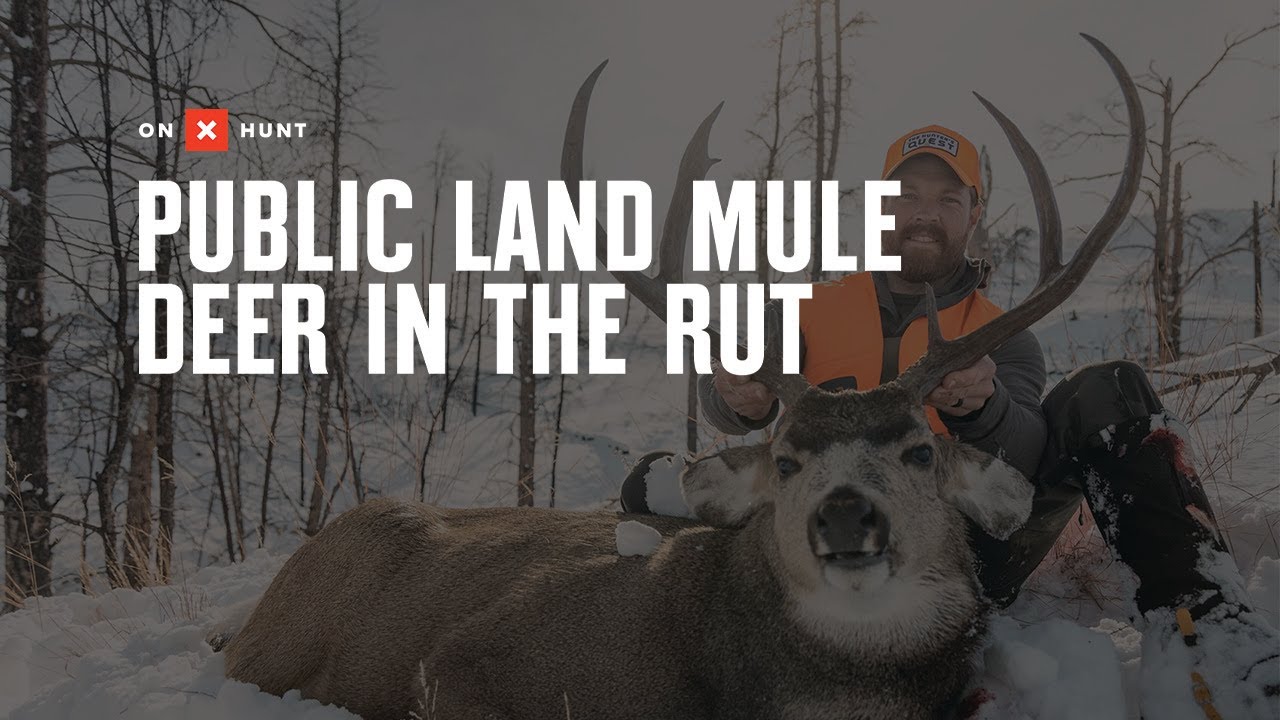 Public Land Mule Deer in the Rut