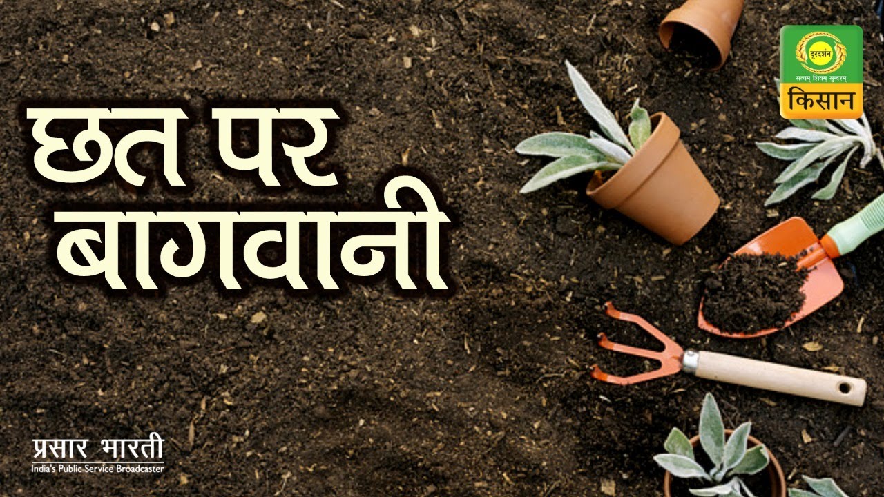 छत पर बागवानी | Reuse of Festival Leftovers garden | Chat Par Bagwani |Nov.21, 2020