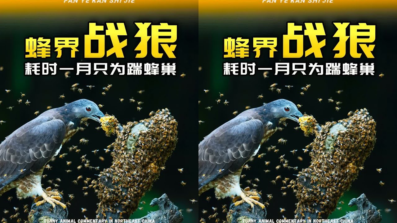 鳳頭蜂鷹耗時一個月，只為了踹一腳蜂巢，太瘋狂了！ #动物世界 #神奇动物 #纪录片 #微观世界 #蚂蚁