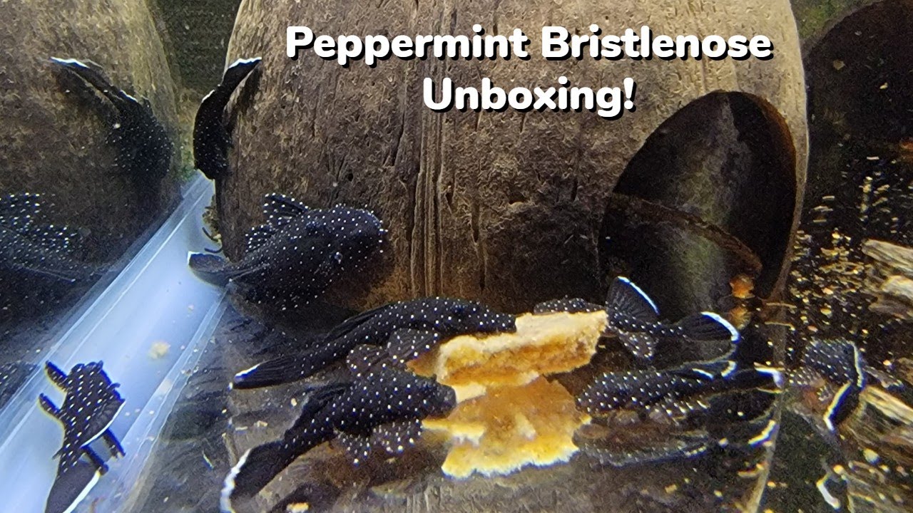 Rare Peppermint Bristlenose Pleco Unboxing! New Pleco for the Fish Room